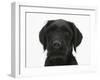 Black Labrador X Portuguese Water Dog Puppy, Cassie-Mark Taylor-Framed Photographic Print