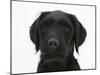 Black Labrador X Portuguese Water Dog Puppy, Cassie-Mark Taylor-Mounted Photographic Print