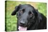 Black Labrador.-Savanah Stewart-Stretched Canvas