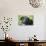 Black Labrador.-Savanah Stewart-Photographic Print displayed on a wall