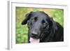 Black Labrador.-Savanah Stewart-Framed Photographic Print