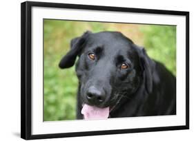 Black Labrador.-Savanah Stewart-Framed Photographic Print