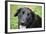 Black Labrador.-Savanah Stewart-Framed Photographic Print