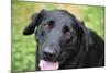 Black Labrador.-Savanah Stewart-Mounted Photographic Print