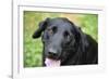 Black Labrador.-Savanah Stewart-Framed Photographic Print