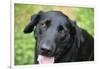 Black Labrador.-Savanah Stewart-Framed Photographic Print