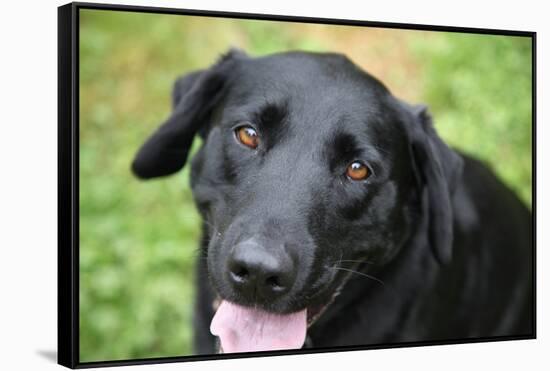 Black Labrador.-Savanah Stewart-Framed Stretched Canvas