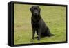 Black Labrador-null-Framed Stretched Canvas
