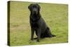 Black Labrador-null-Stretched Canvas