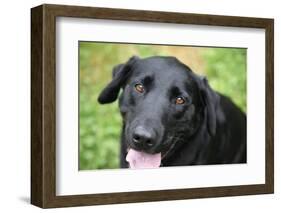 Black Labrador.-Savanah Stewart-Framed Photographic Print