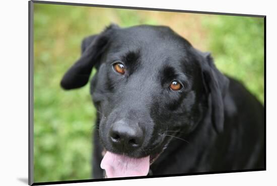 Black Labrador.-Savanah Stewart-Mounted Photographic Print