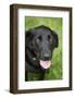 Black Labrador.-Savanah Stewart-Framed Photographic Print