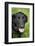 Black Labrador.-Savanah Stewart-Framed Photographic Print