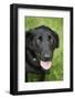 Black Labrador.-Savanah Stewart-Framed Photographic Print