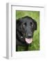 Black Labrador.-Savanah Stewart-Framed Photographic Print