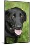 Black Labrador.-Savanah Stewart-Mounted Photographic Print