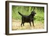 Black Labrador-null-Framed Photographic Print