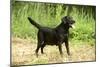 Black Labrador-null-Mounted Photographic Print