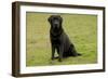Black Labrador-null-Framed Photographic Print