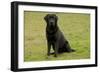 Black Labrador-null-Framed Photographic Print