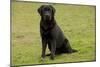 Black Labrador-null-Mounted Photographic Print