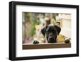 Black Labrador-claire norman-Framed Photographic Print