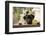 Black Labrador-claire norman-Framed Photographic Print