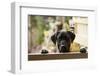 Black Labrador-claire norman-Framed Photographic Print