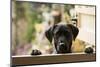 Black Labrador-claire norman-Mounted Photographic Print