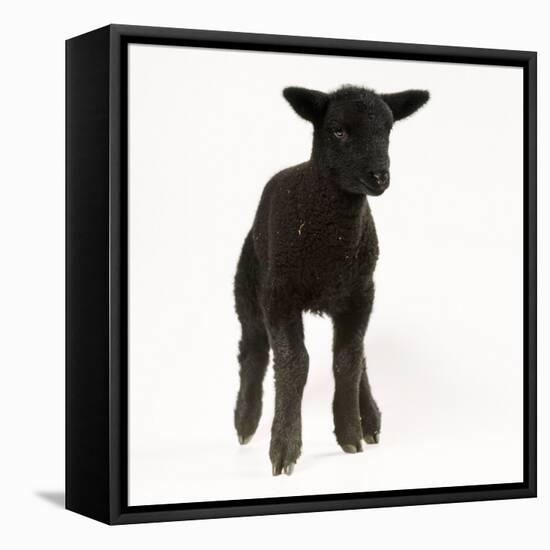 Black Lamb-null-Framed Stretched Canvas