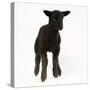 Black Lamb-null-Stretched Canvas
