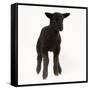 Black Lamb-null-Framed Stretched Canvas