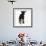 Black Lamb-null-Framed Photographic Print displayed on a wall