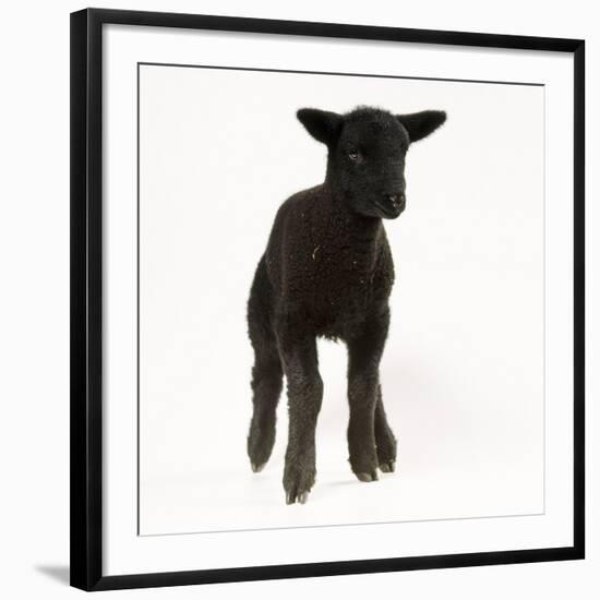 Black Lamb-null-Framed Photographic Print