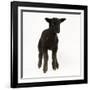 Black Lamb-null-Framed Photographic Print