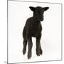 Black Lamb-null-Mounted Photographic Print