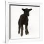 Black Lamb-null-Framed Photographic Print