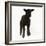 Black Lamb-null-Framed Photographic Print