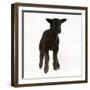 Black Lamb-null-Framed Photographic Print