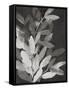 Black Leaves-PI Studio-Framed Stretched Canvas