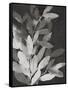 Black Leaves-PI Studio-Framed Stretched Canvas