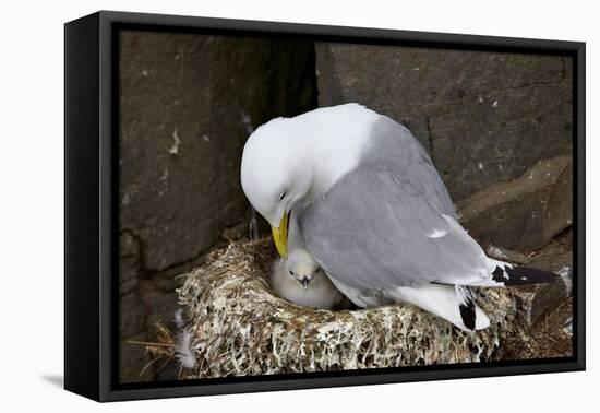 Black-Legged Kittiwake (Rissa Tridactyla) Adult and Chick on the Nest, Iceland, Polar Regions-James-Framed Stretched Canvas