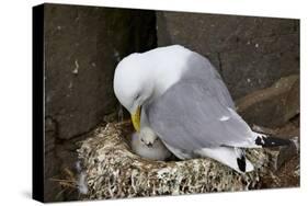 Black-Legged Kittiwake (Rissa Tridactyla) Adult and Chick on the Nest, Iceland, Polar Regions-James-Stretched Canvas