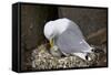 Black-Legged Kittiwake (Rissa Tridactyla) Adult and Chick on the Nest, Iceland, Polar Regions-James-Framed Stretched Canvas