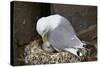 Black-Legged Kittiwake (Rissa Tridactyla) Adult and Chick on the Nest, Iceland, Polar Regions-James-Stretched Canvas