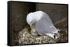 Black-Legged Kittiwake (Rissa Tridactyla) Adult and Chick on the Nest, Iceland, Polar Regions-James-Framed Stretched Canvas