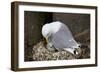 Black-Legged Kittiwake (Rissa Tridactyla) Adult and Chick on the Nest, Iceland, Polar Regions-James-Framed Photographic Print