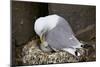 Black-Legged Kittiwake (Rissa Tridactyla) Adult and Chick on the Nest, Iceland, Polar Regions-James-Mounted Photographic Print