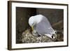 Black-Legged Kittiwake (Rissa Tridactyla) Adult and Chick on the Nest, Iceland, Polar Regions-James-Framed Photographic Print