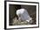 Black-Legged Kittiwake (Rissa Tridactyla) Adult and Chick on the Nest, Iceland, Polar Regions-James-Framed Photographic Print